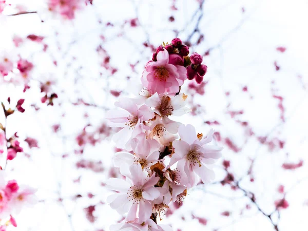 Японском Саду Спокойное Утро Цветет Ветка Листвы Вишня — стоковое фото