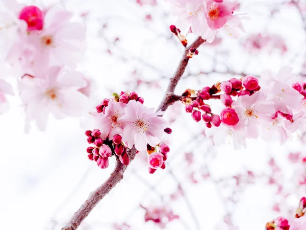 Ramo Folhagem Sakura Fresco Flor Jardim Japonês Uma Manhã Calma — Fotografia de Stock