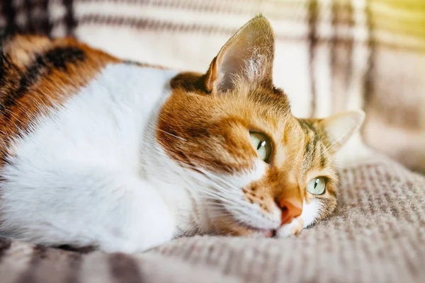 Şirin Kedi Sıcak Bahar Günü Sakinlik Huzur Kavramı Üzerinde Battaniye — Stok fotoğraf