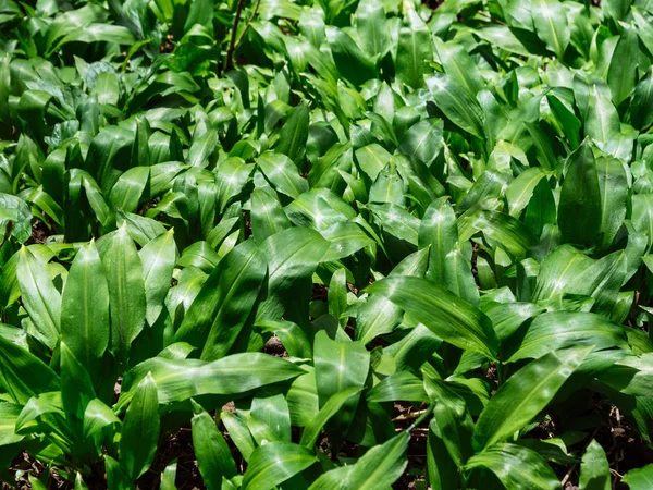 Spring Medical Nutritional Plant Fresh Natural Wild Grown Bears Garlic — Stock Photo, Image