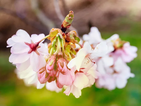 Branche Fraîche Feuillage Sakura Fleur Dans Jardin Japonais Par Matin — Photo