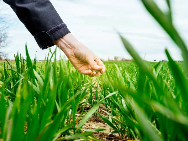 Mão Agrônomo Feminino Inspecionando Solo Para Colheita Plantas Trigo — Fotografia de Stock