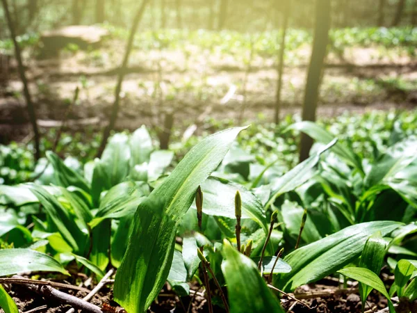 Frühling Gesund Nahrhafte Pflanze Und Frisch Natürlich Wild Angebaut Bärlauch — Stockfoto