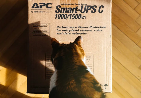 Париж Франція Березня 2018 Цікаво Кішка Оглядають Apc Smart Ups — стокове фото
