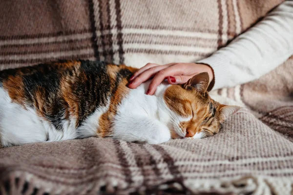 Weibliche Hand Streichelt Süße Katze Die Warmen Frühlingstagen Auf Decke — Stockfoto