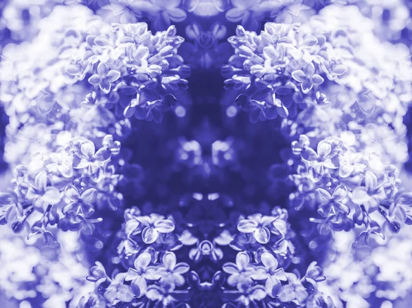 Extrémní detail květu světle fialový šeřík — Stock fotografie