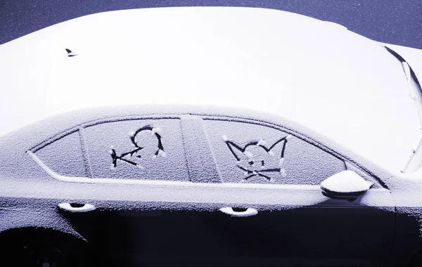 Cat and mice face snow car coevered above