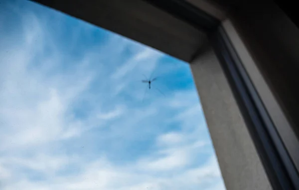 Mosquito tratando de entrar a la vista de la casa aunque la ventana —  Fotos de Stock