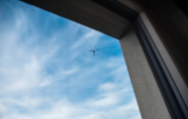 Mosquito trying to enter the house view though windoe 