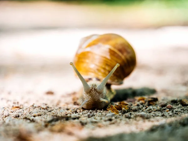 Low angle view of snail — Stock Photo, Image