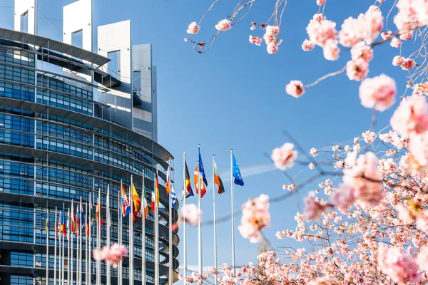 Árbol de flores de cerezo sakura Parlamento Europeo — Foto de Stock