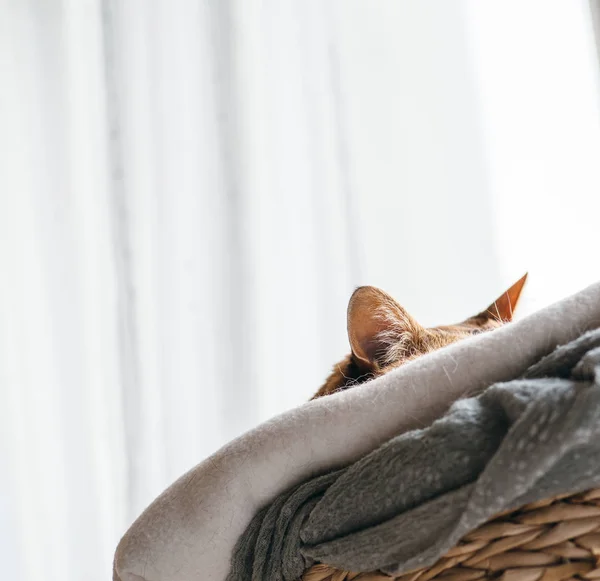Rückansicht einer extrem süßen Katze, die auf dem Katzenbaum schläft — Stockfoto