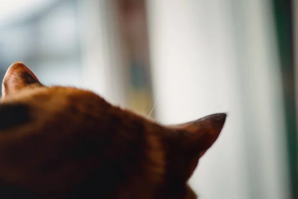 Lindo gato durmiendo en el gato árbol detalle en el peludo piel —  Fotos de Stock