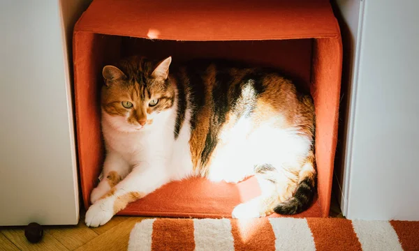 Lindo curioso gato de pie dentro de su rojo caja —  Fotos de Stock