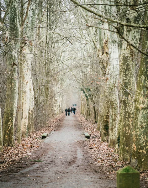 Large group of people walking on the large long road in Pourtales forest with thal platanus tree in background — Stock Photo, Image