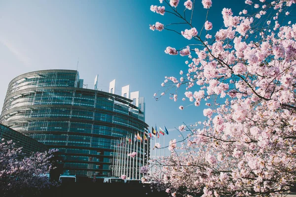 Европейский парламент в Страсбурге с цветущей сакурой — стоковое фото