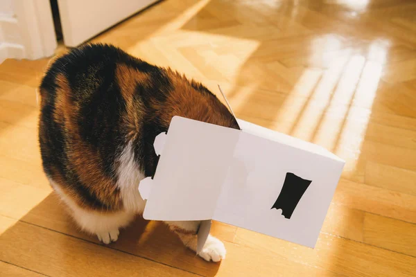 Divertido lindo gato jugando con una caja abierta en el suelo de parquet de madera —  Fotos de Stock