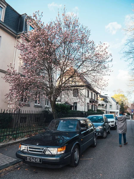 Woman walking near beautiful vintage Saab black cloro sedan car and magnolia tree in bloom — Stock Photo, Image