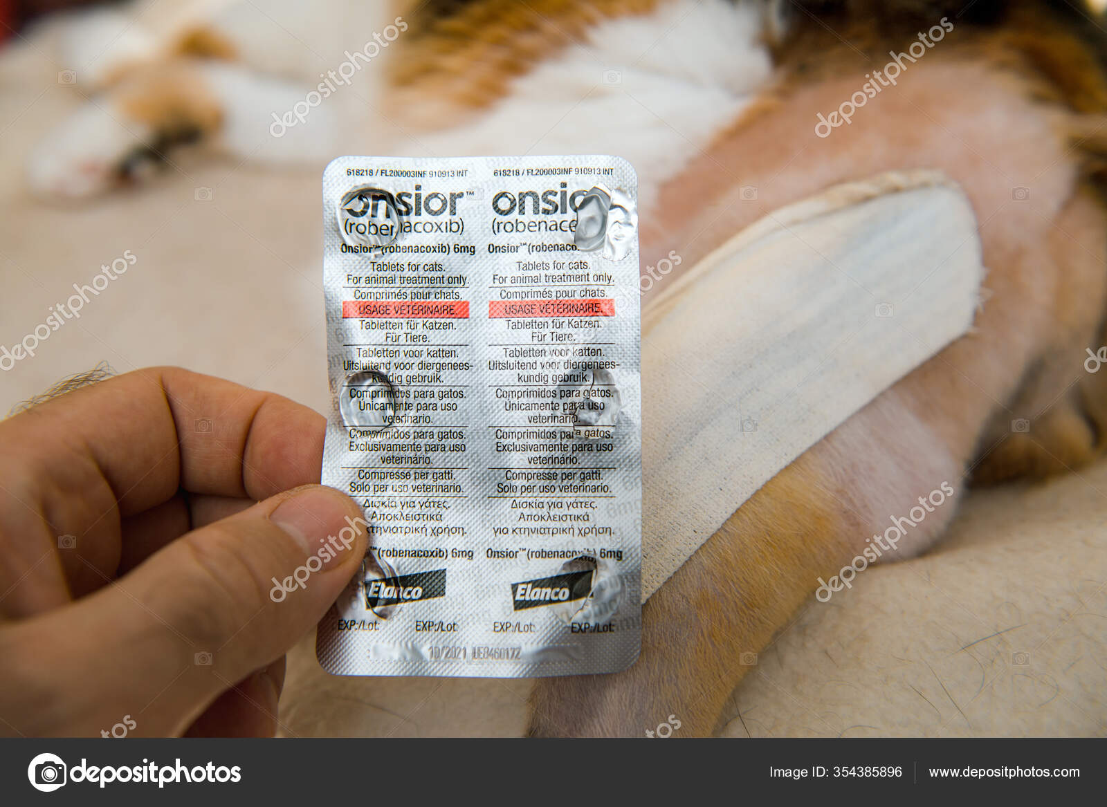 Cats In Paris Pictures Cats In Paris Stock Photos Images Depositphotos