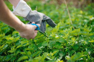 Genç kadın birini eldivenle, diğerini de ısırgan otuyla besliyor. Bahar ormanlarında taze taze taze ısırgan otu hasat etmeden. Tıbbi gıda biyolojik organik ürün kullanıyor.,