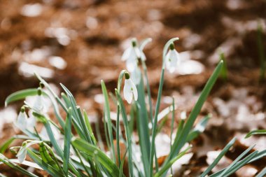 Amaryllidaceae familyasındaki uzun ömürlü bitkilerin yakın çekim makro görüntüsü.