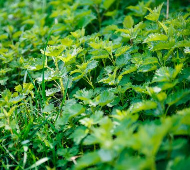 Bahar ormanlarında taze biyolojik canlı yeşil Isırgan otlarının yaprakları