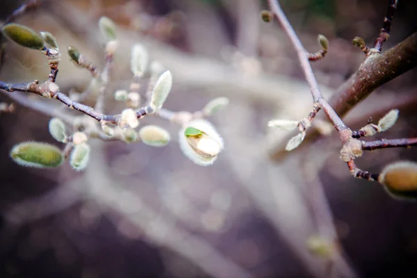 美丽的花蕾在一个年轻的木兰花树枝上 背景模糊不清 — 图库照片