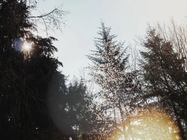 Sun coming through the large pine tree — Stock fotografie
