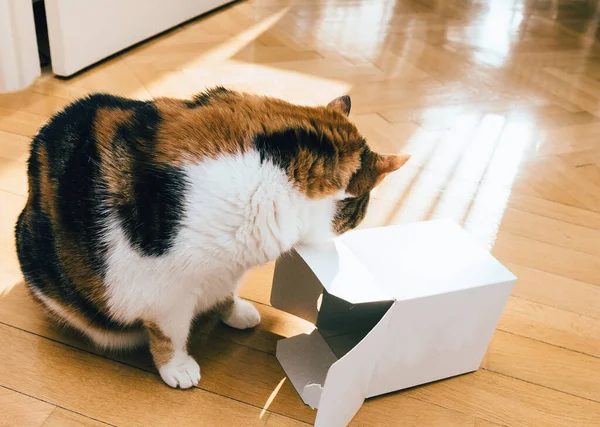 Nieuwsgierig kat spelen met witte kartonnen doos — Stockfoto