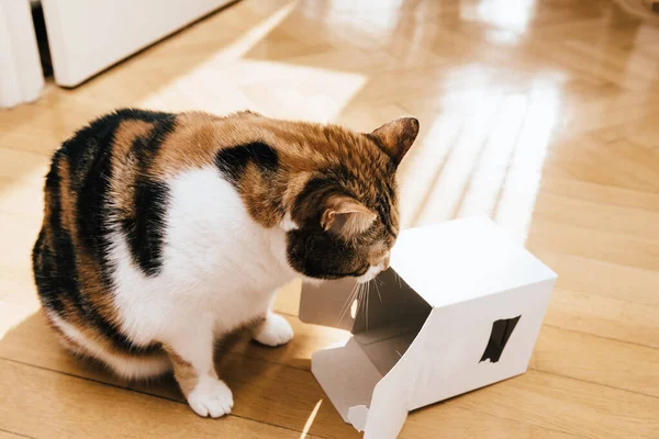 Zijaanzicht van Nieuwsgierige kat die met wit karton speelt — Stockfoto