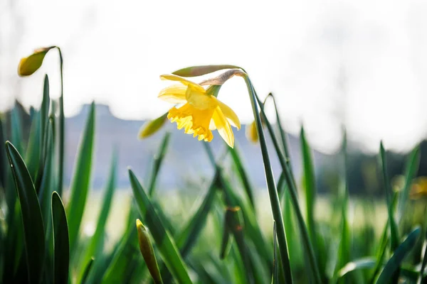 Mooie gele verse narcis bloem lage hoek — Stockfoto