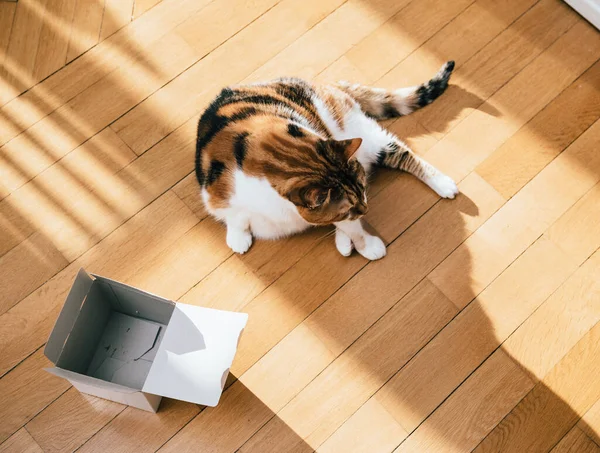 Nieuwsgierig schattig kat spelen met een open doos — Stockfoto