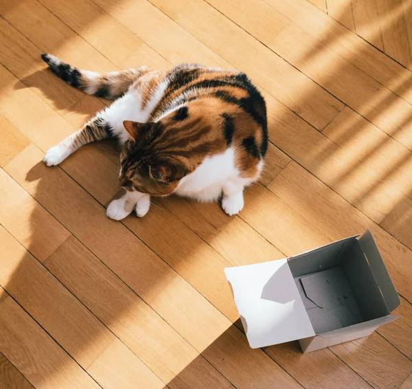 Direct boven uitzicht van schattige kat spelen met een open doos — Stockfoto