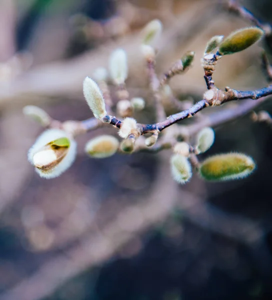 Primer plano de hermosos brotes de magnolia en primavera —  Fotos de Stock