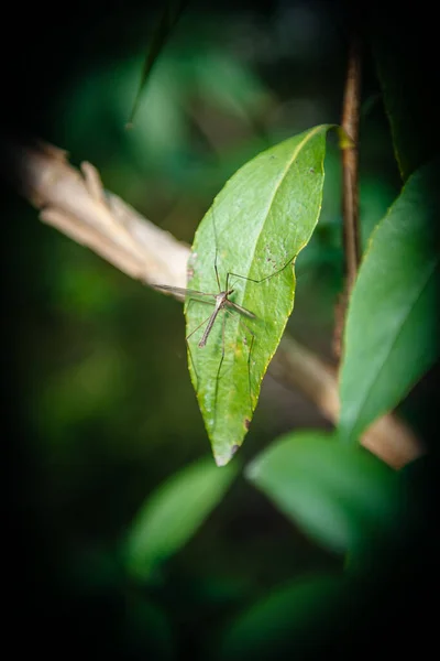 Żuraw z rodziny Tipulidae, z rzędu Diptera na zielonym liściu — Zdjęcie stockowe