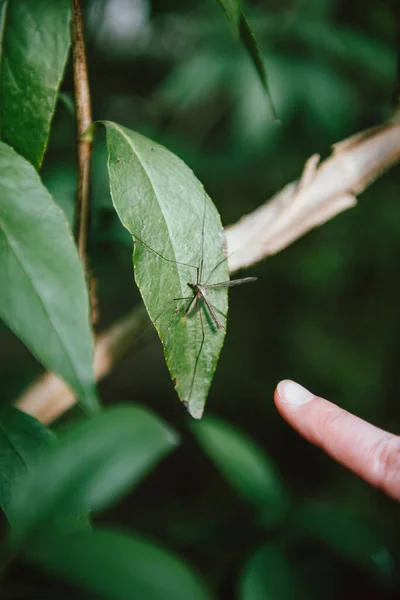 Kobieta ręka przygotowuje się dotknąć palcem wskazującym Dźwig latać rodziny Tipulidae, z rzędu Diptera na zielony liść w — Zdjęcie stockowe