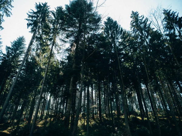 Nízký výhled na vysoké borovice v ranním lese se sluncem skrývajícím se za jehličnanem — Stock fotografie