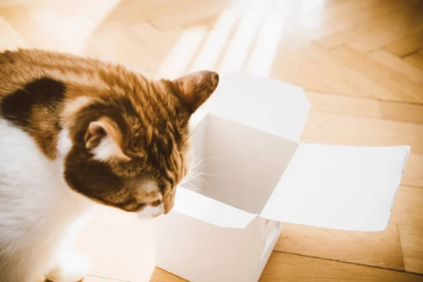 Close-up van schattige kat spelen met een open doos op het houten parket — Stockfoto