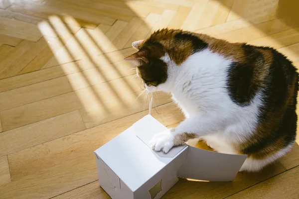 Primer plano de gato lindo jugando con una caja abierta en el suelo de parquet de madera que se esconde dentro —  Fotos de Stock