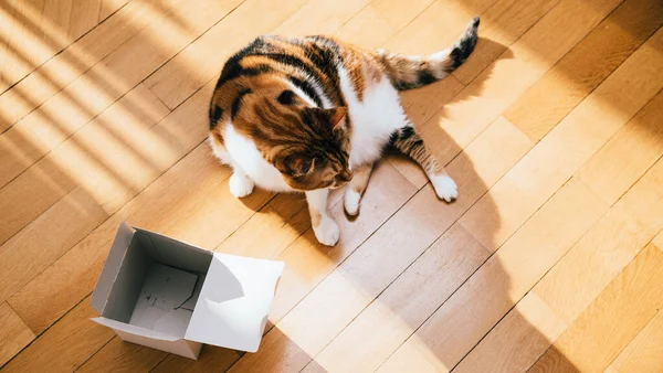 Прямо над видом милой кошки, играющей с открытой коробкой — стоковое фото