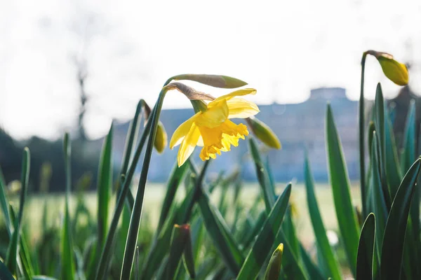 Güzel, sarı, taze nergis çiçeği yeşil sabahları alçak açı — Stok fotoğraf