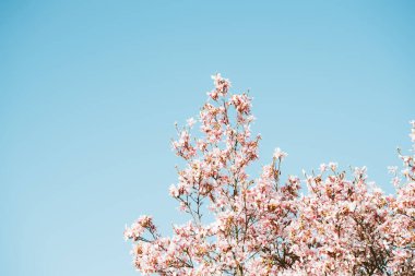 Manolya ağacı, berrak mavi gökyüzü ile çiçek açıyor