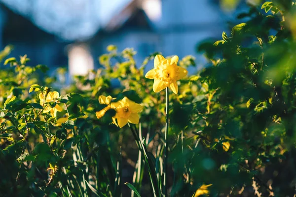 Två narcissus påskliljor blomma i blom mot defocused oskärpa — Stockfoto