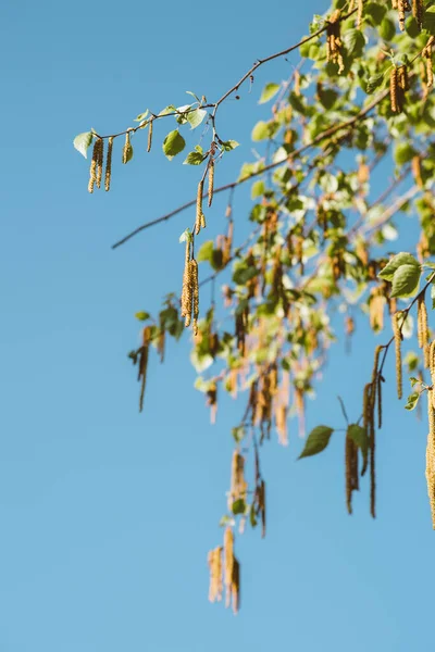 3月的春天,美丽的白桦树开花结果,绿叶繁茂 — 图库照片