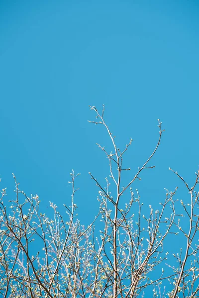 Vista de ángulo bajo de múltiples brotes en la rama del árbol con desenfoque borroso —  Fotos de Stock