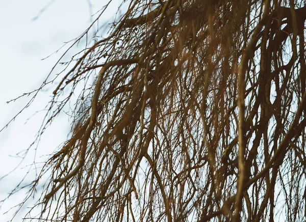 芽を持つ木の枝の黒と白の芸術的なイメージ — ストック写真
