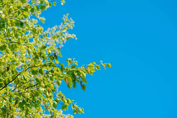 Düşük açılı güzel huş ağacının çiçek açtığı güzel bir bahar sahnesi — Stok fotoğraf