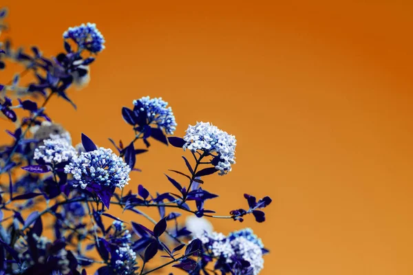 Ramo fresco bonito com múltiplas flores na árvore de primavera — Fotografia de Stock
