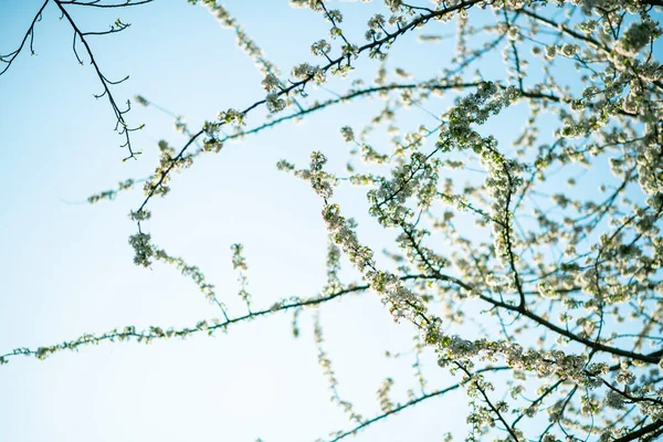 Třešeň sakura strom v květu s více květinami na větvi — Stock fotografie