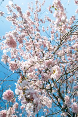 Çiçeklerdeki taze biyo-organik kiraz ağacı.